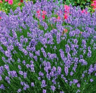 Lavandula angustifolia