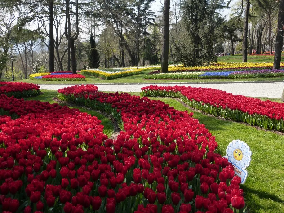 Парк тюльпанов в стамбуле. Фестиваль тюльпанов в Стамбуле Эмирган. Парк Гезтепе в Стамбуле фестиваль тюльпанов. Фестиваль тюльпанов в Стамбуле 2023. Стамбул поле тюльпанов.