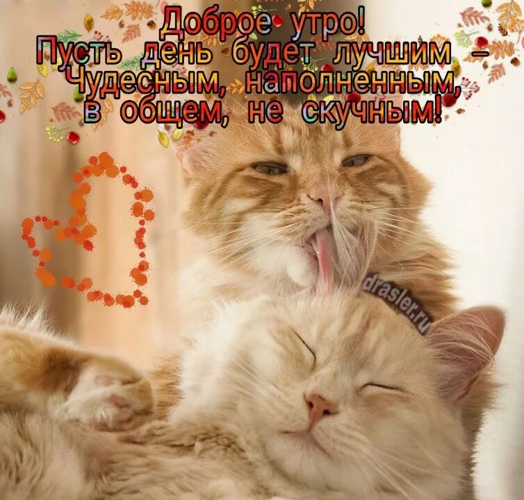 Доброе утро котятки. Доброе утро любимый кот. Котики обнимаются. Доброе утро котенок. Доброе утро любимый кот.