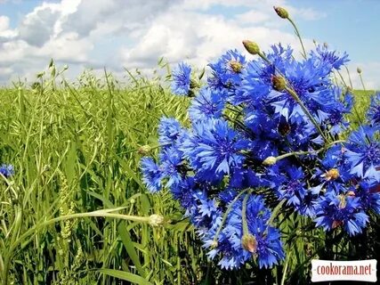 Василек на белорусском