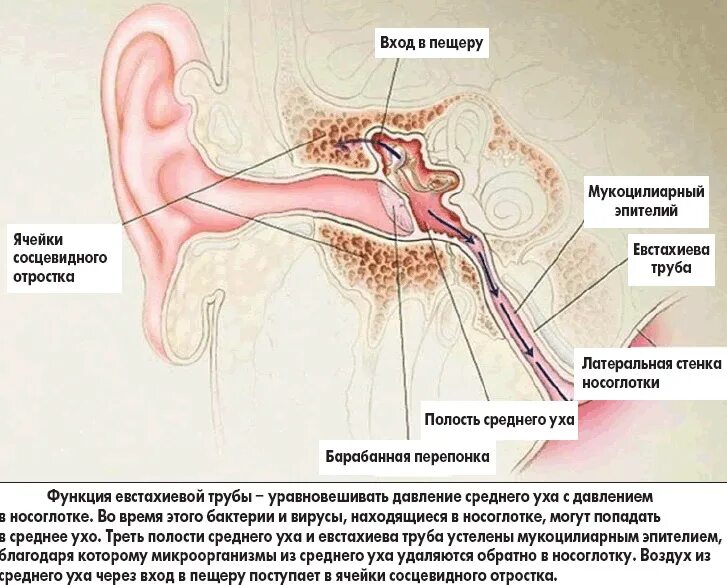 Где находится слух. Строение уха человека евстахиева труба. строение уха сосцевидный отросток. евстахиева труба соединяет носоглотку. слуховая евстахиева труба.