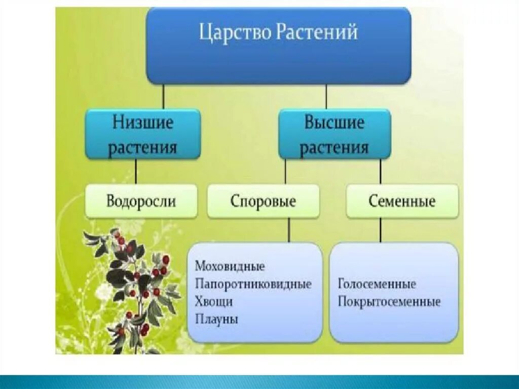 Царство растений 6 класс биология таблица. Признаки царства растений схема. Царство растений отделы классы схема. Основные отделы царства растения биология.