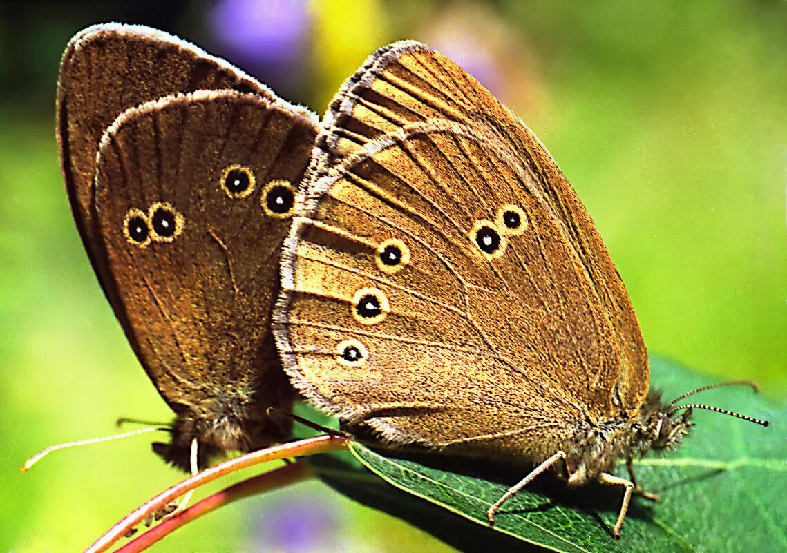 Глазок цветочный. Бабочка Бархатница Гиперант. Глазок цветочный Aphantopus hyperantus. Aphantopus hyperantus бабочка. Коричневая бабочка с глазками на крыльях.