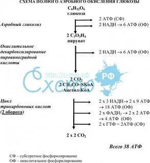 Полное окисление 1 глюкоза