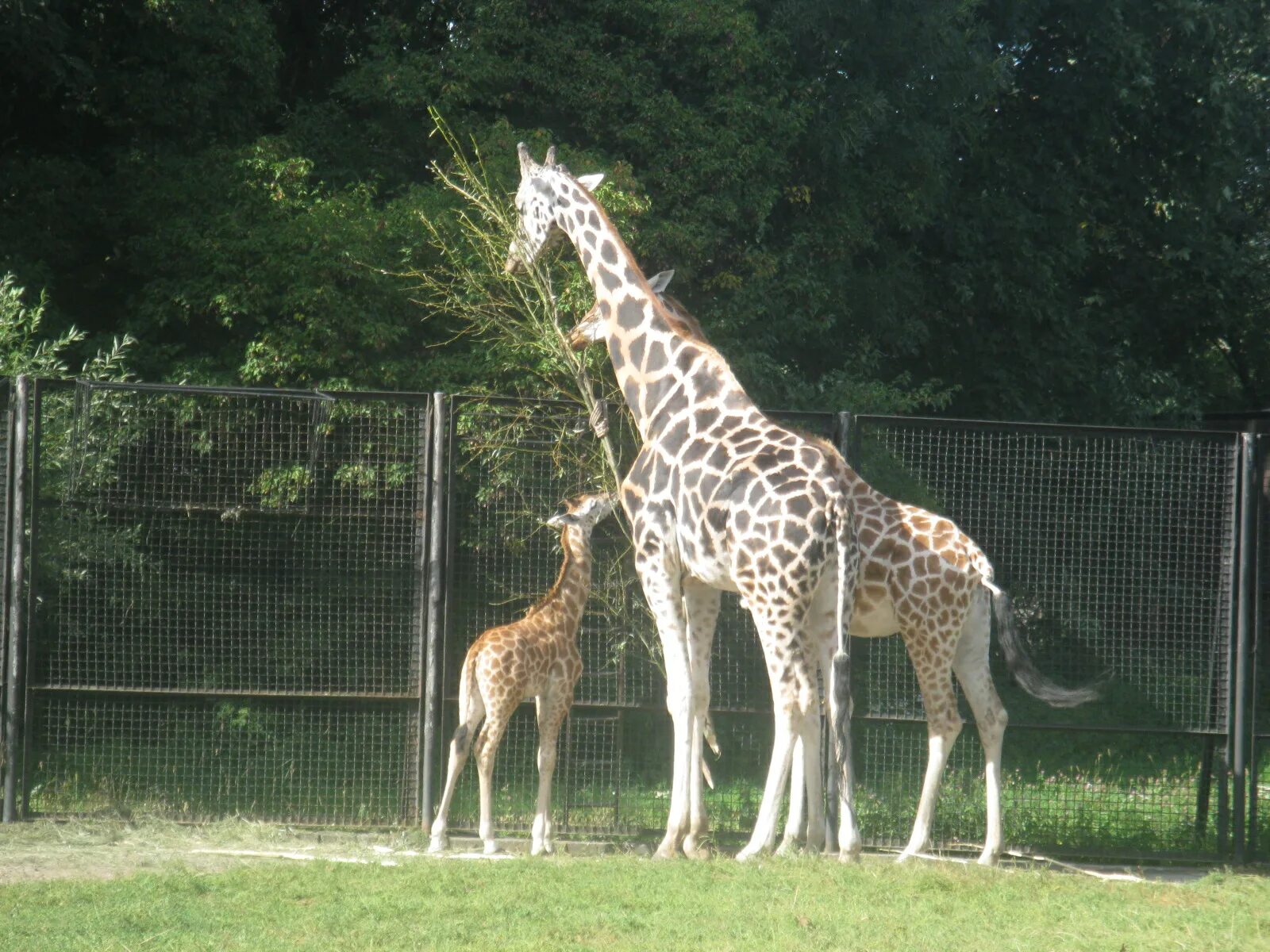 Ашхабадский зоопарк. Жираф рядом с человеком. Жираф семья. Город Октябрьский Жираф.