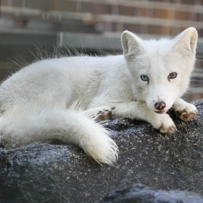 белый лисенок. белая лиса домашняя. писец домашний. домашняя лиса песец. писец домашний.