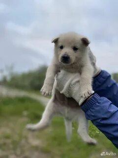 Щенок мальчик