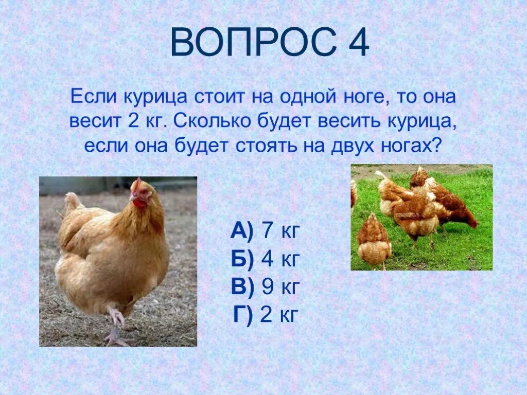 Сколько будет если 4 б б. Сколько весит курица. курица на одной ноге. сколько весит куритсаа.