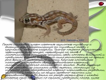 В честь кого названы разновидность геккона краб