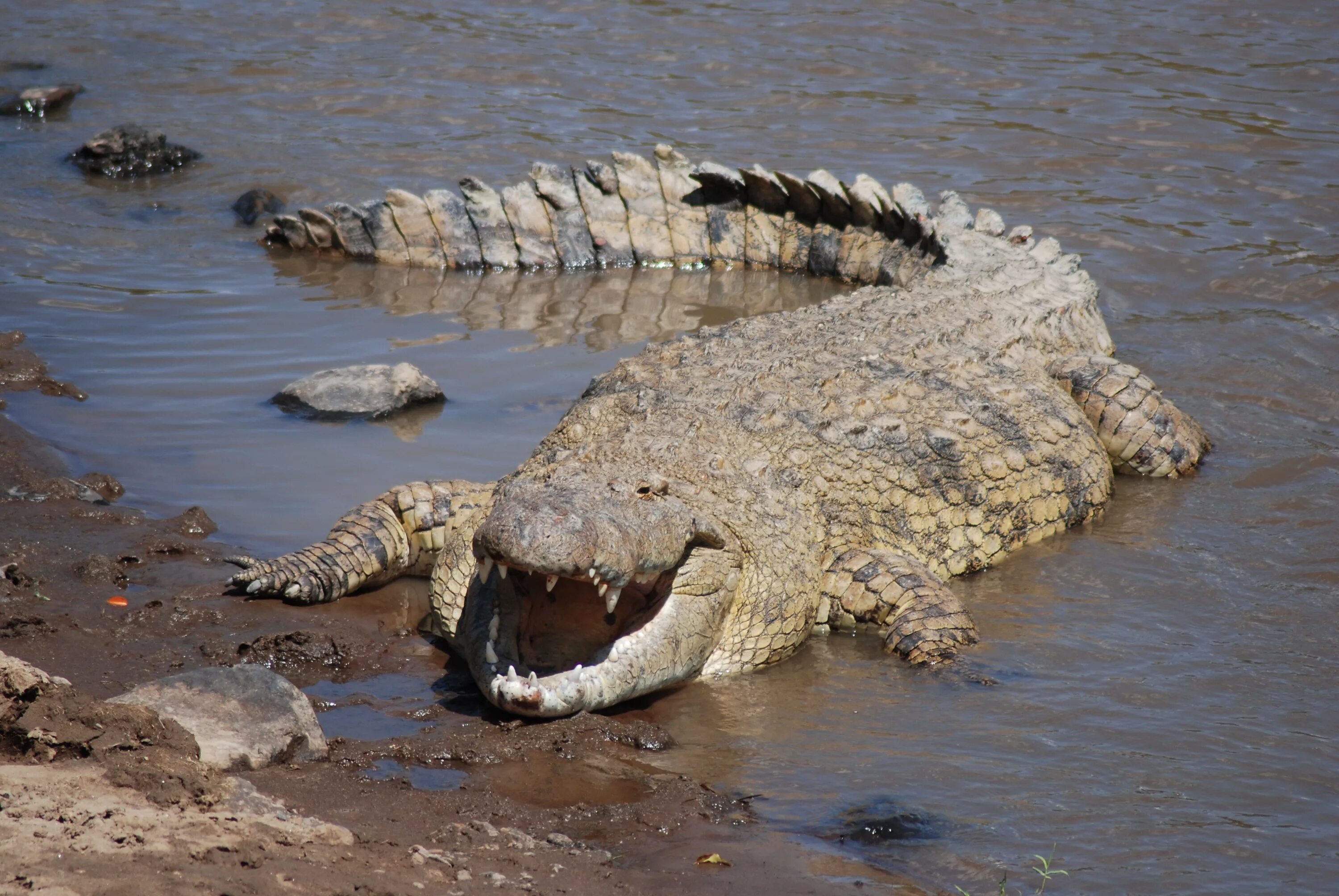 Крокодилы в ниле