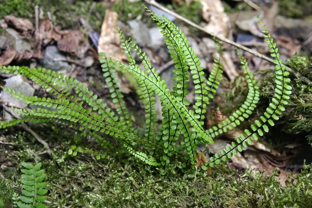 Костенец волосовидный (asplenium trichomanes). Папоротник костенец волосовидный. Асплениум trichomanes. Асплениум волосовидный. Асплениум северный папоротник.