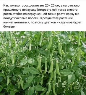 Горох ростовская