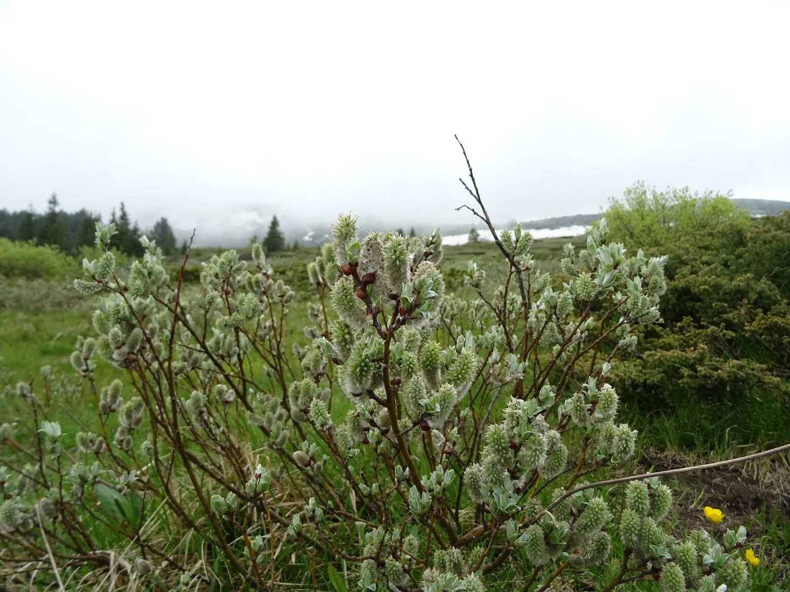 Ива Лапландская Salix lapponum. Ива лопарская. Тундровый кустарник Ива Лапландская. Ива Черничная Salix myrtilloides. Карликовая ива фото