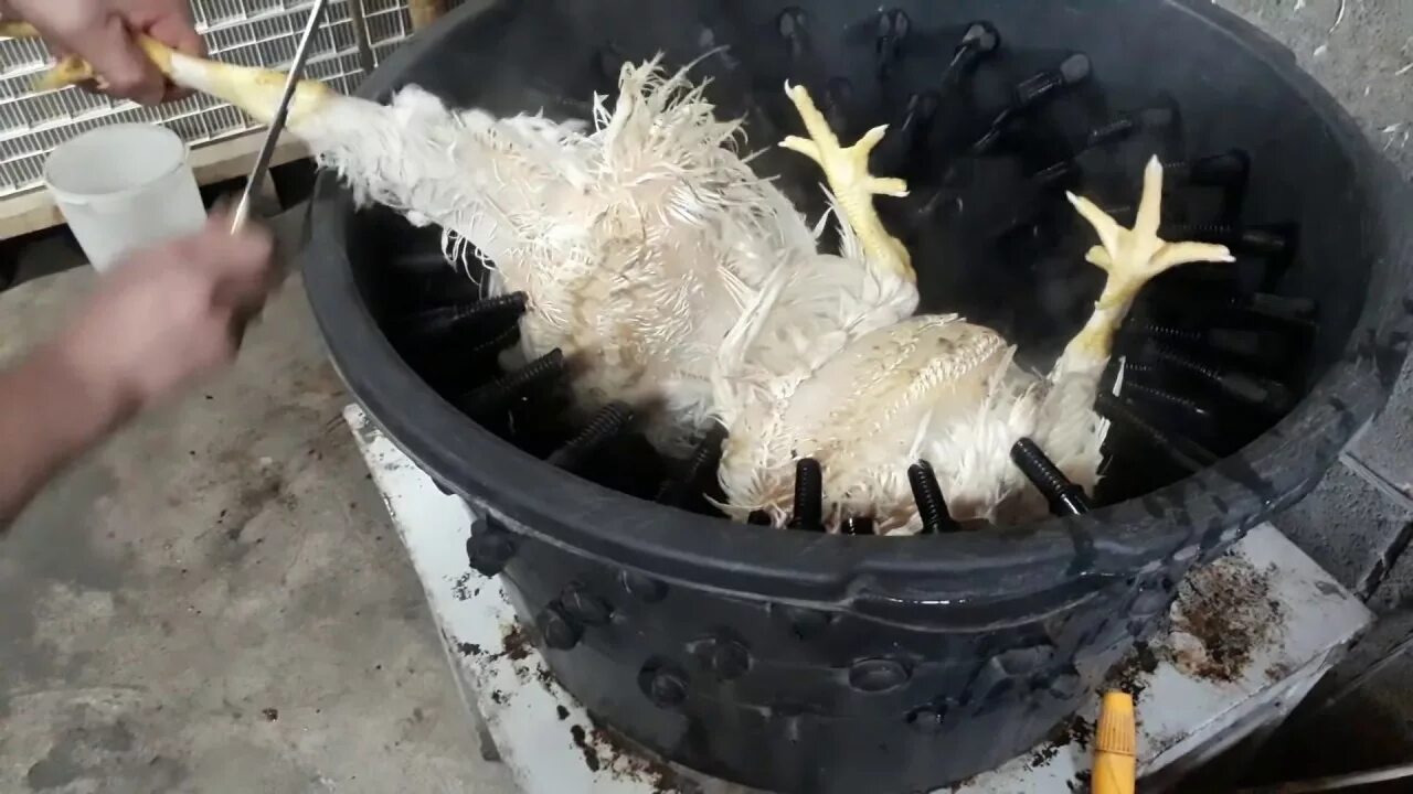 Как кур в ощип значение