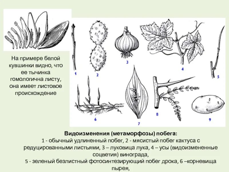 Рисунок видоизмененных листьев