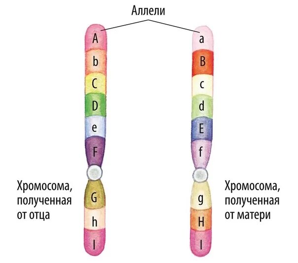 Где аллельные гены. Аллельные гены в хромосомах. Хромосома ген аллель. Строение хромосом аллельные гены. Аллельные гены схема.