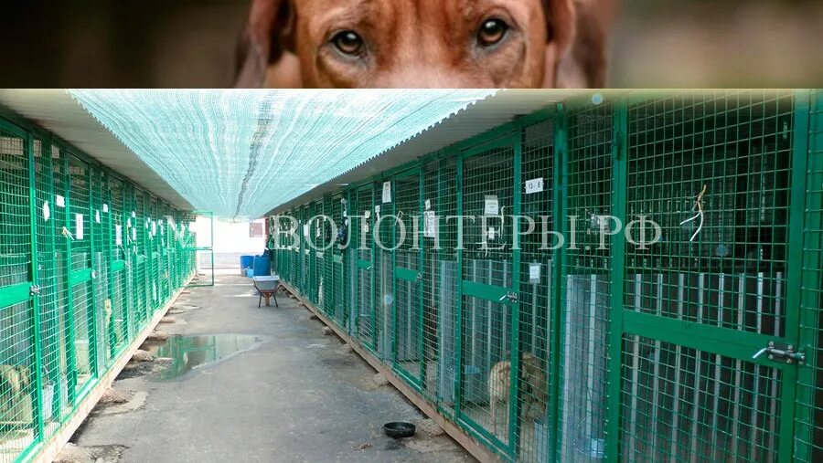 Приют егорка. Приют для животных. Волонтеры в приюте для животных. Приют для собак щербинка. Приют для собак щербинка.