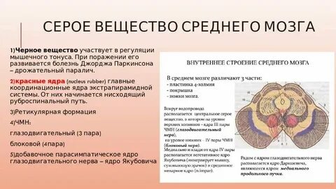 Серое вещество мозга что делает