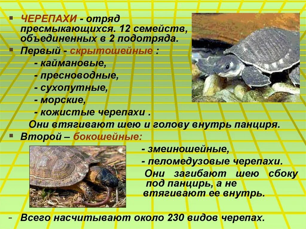 Пресмыкающиеся отряд черепахи. Черепаха для презентации. Презентация на тему черепахи. Класс пресмыкающиеся черепахи. Слоновая черепаха относится к отряду чешуйчатых