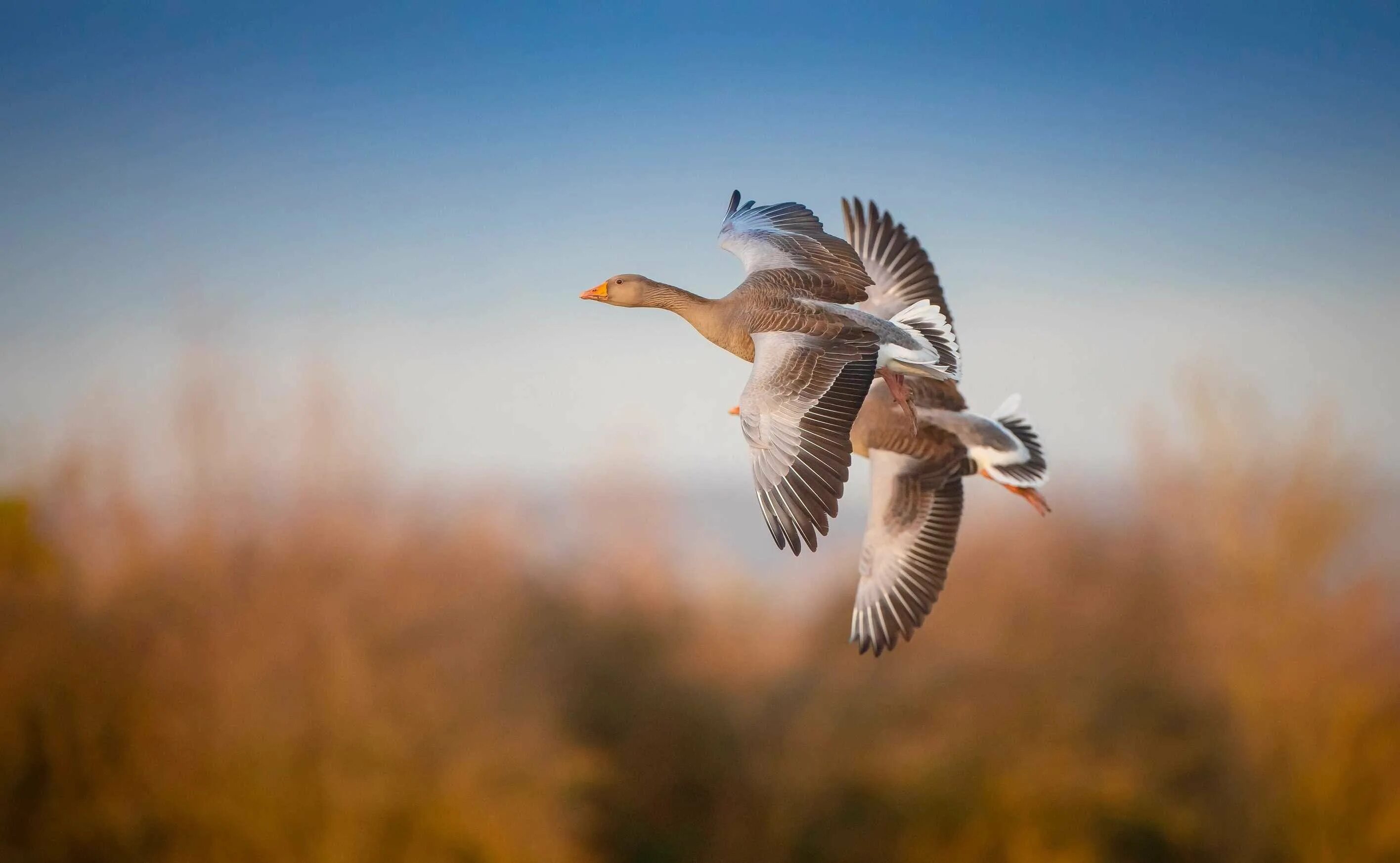 Молчат птицы. Птицы улетают. Молчат птицы. Воробей на руке. Птички ругаются.
