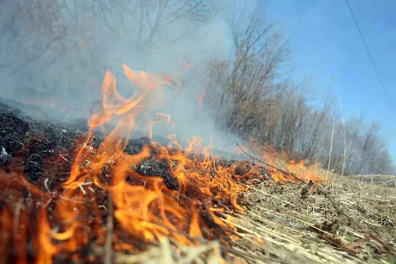 Где запрещено разводить костры на сухой траве. Пожароопасный период. Пожар леса. Лес в огне. Трава лес пожар.