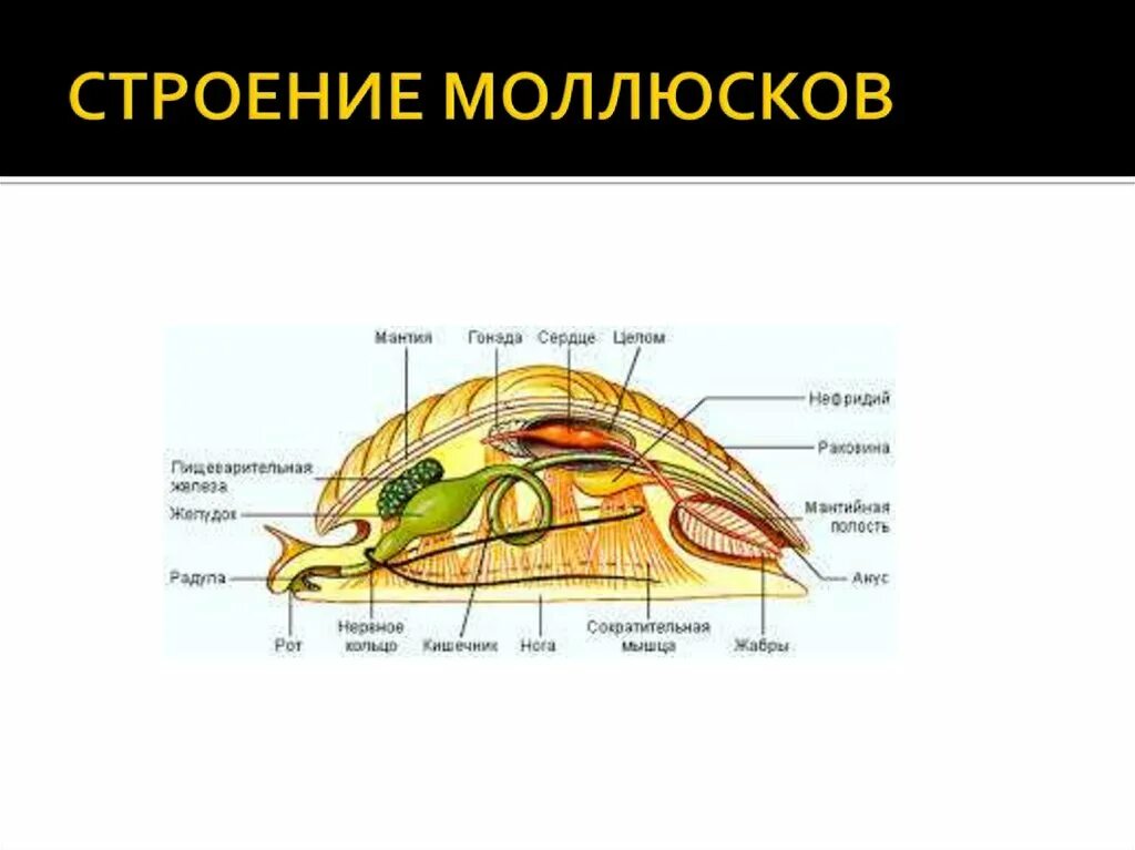 мантийная полость у моллюсков. мантия и мантийная полость у моллюсков. перечислите мантийный комплекс органов моллюсков. строение моллюсков мантийная полость. брюхоногие строение мантийная полость.