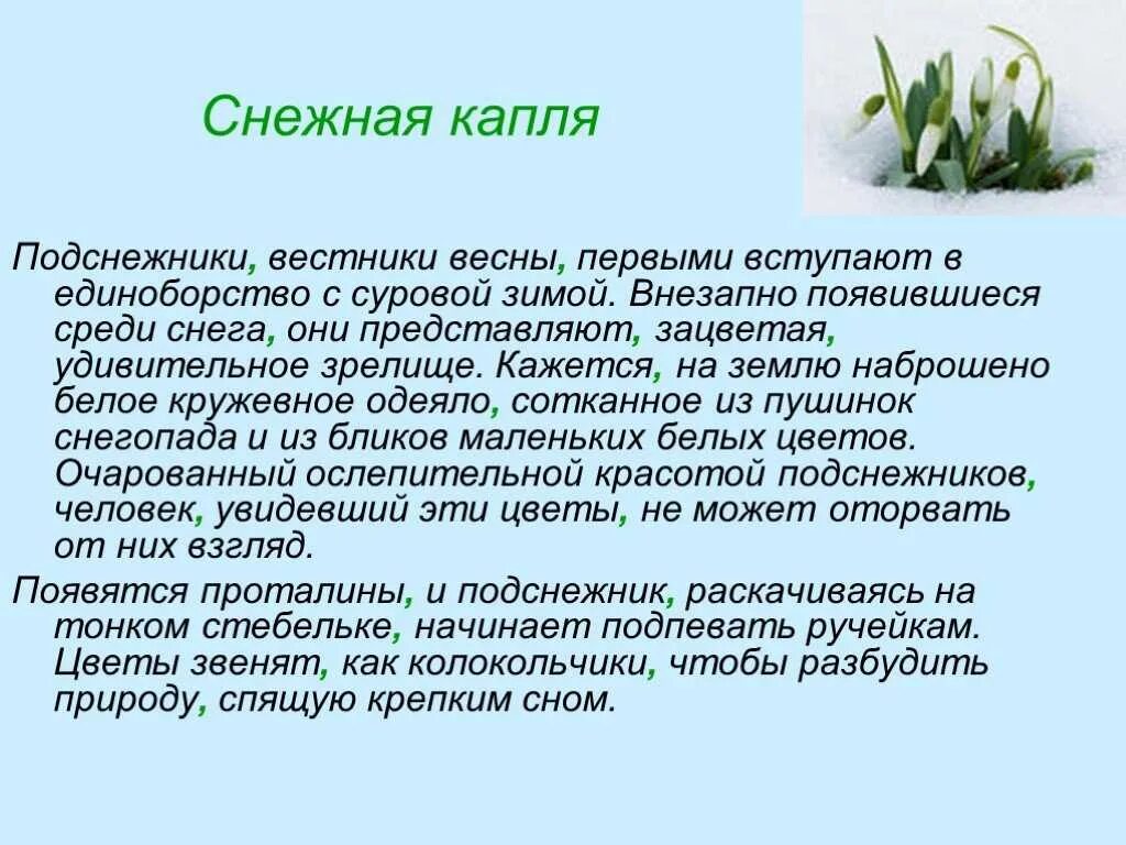 Что означает подснежник. Сочинение про подснежник. сочинение на тему подснежник. сочинение про подснежник 3 класс. предложение про подснежник.