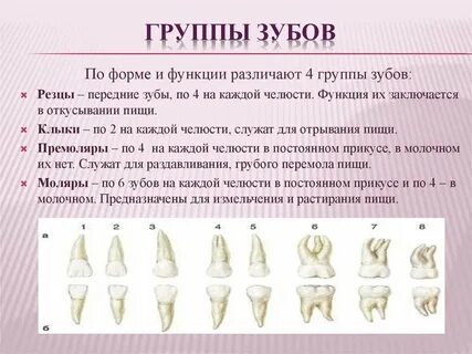 Резцы строение и функции
