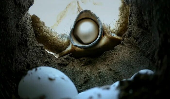 Turtles laying eggs