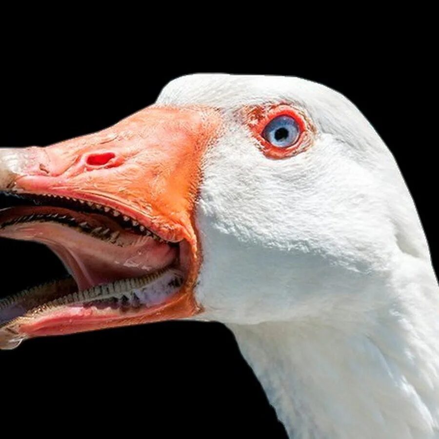 Клюв с зубами. Бешеный гусь. Клюв утки. Гусь улыбается. Злой гусь.