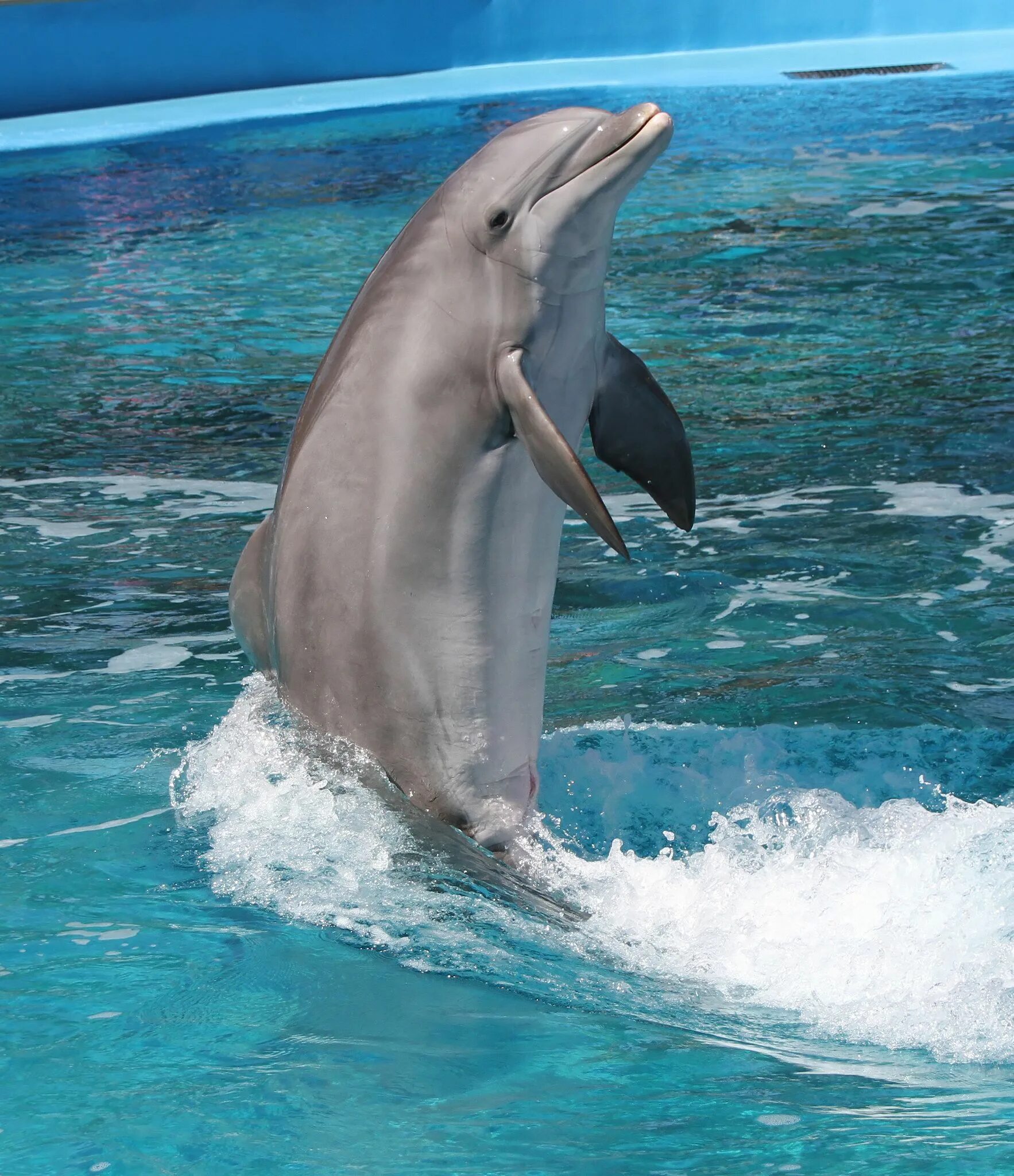 Dolphin 4. Болгария варна отель dolphin. Dolphin 4. Dolphin 4. Dolphin 4.