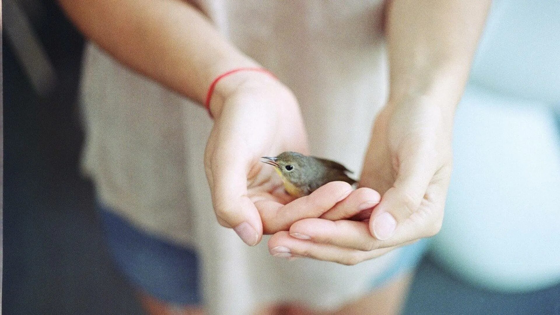 Птичка на руке. Птенец в руках. Рыбка в руках. Рыбка на ладони. Bird in hand