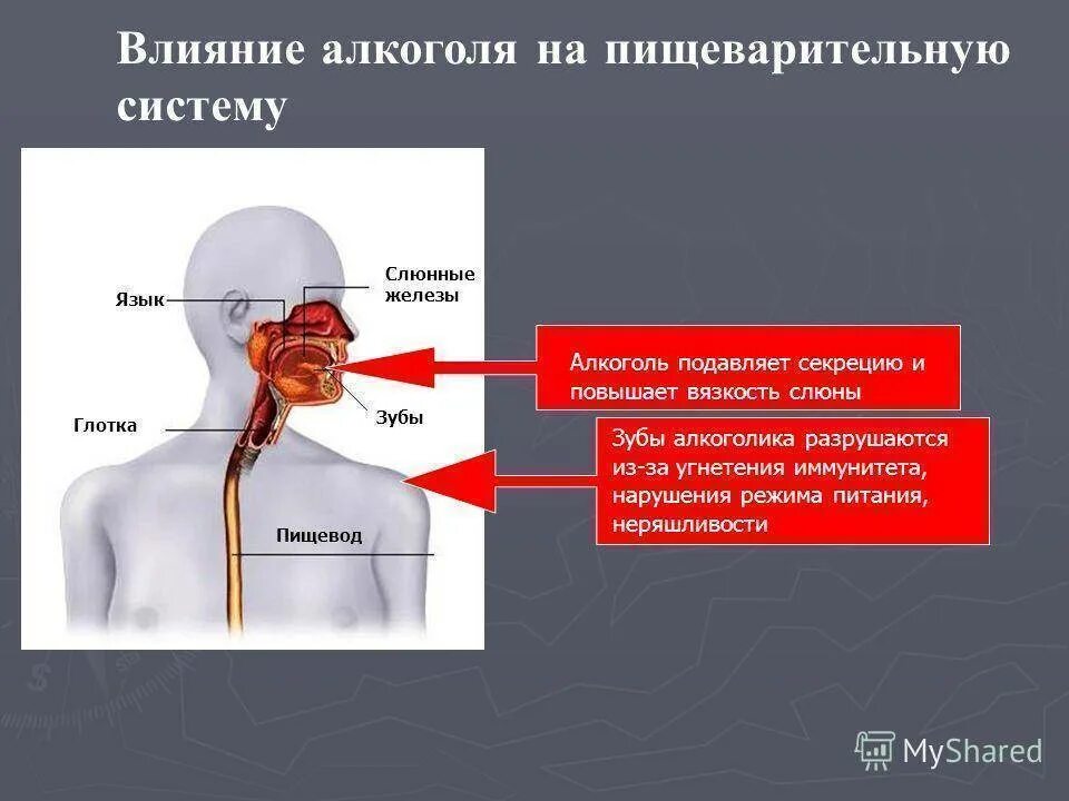 Слюна в пищеводе. Влияние спирта на пищеварительную систему.