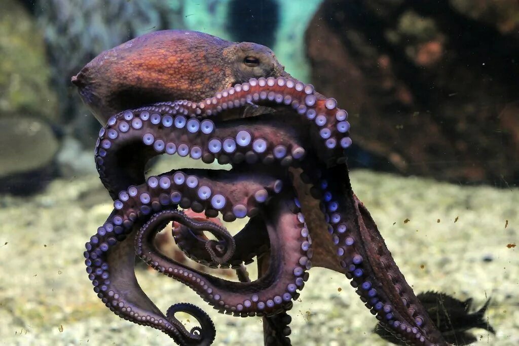 Осьминог животное или нет. Осьминог Octopus vulgaris. Октопус вульгарис. Синекольчатый осьминог. Синий кольчатый осьминог.