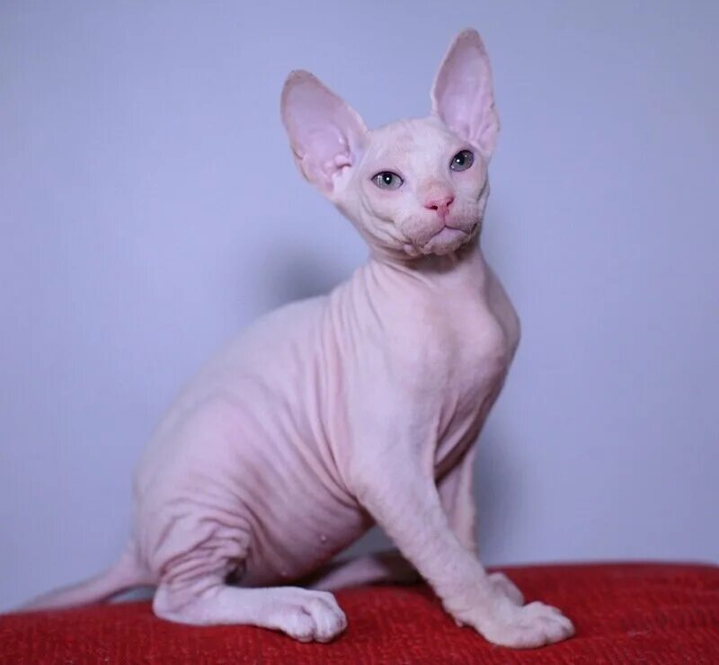 котята сфинкс красноярск