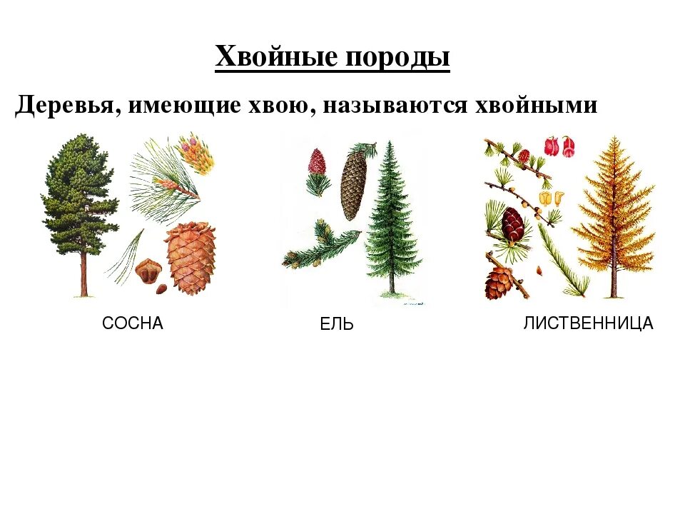 Хвойной породой является. Ель сосна Кедровая сосна пихта лиственница. Сосна ель лиственница шишки. Хвойные ель сосна лиственница. Хвоинки ели сосны лиственницы.