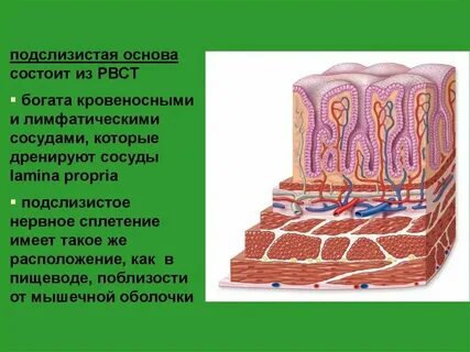Сосуды имеющие 1 слой клеток