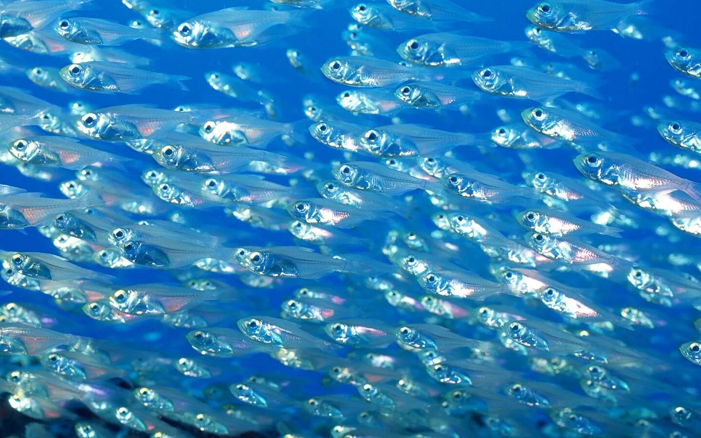 Мелкая рыба. Мелкие рыбки. Рыбки в океане. Маленькие рыбки в океане.