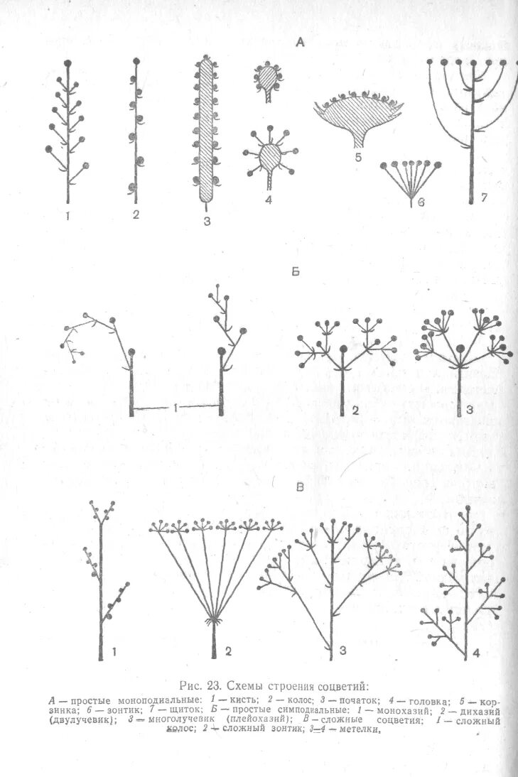 Соцветия 6 класс биология. Монохазий дихазий плейохазий. Схема строения соцветия. Строение соцветия. Соцветие схема растения таблица.