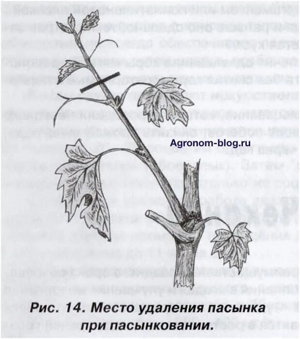 Почему пасынок. Пасынки на винограде. Схема пасынкования винограда. Виноградная лоза пасынкование. Пасынкование винограда весной.