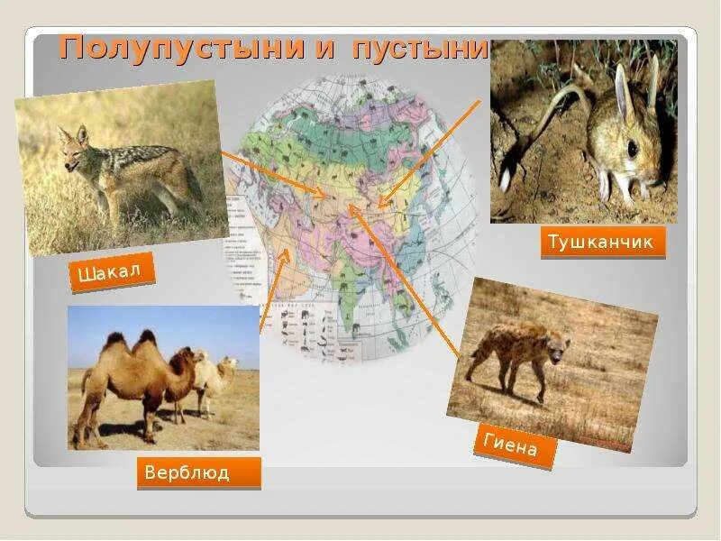 Какие животные пустыни полупустыни. Пустыни и полупустыни евразии животные. животный мир полупустынь и пустынь в евразии. пустыни и полупустыни на материке евразия зоны. животный мир пустыней и полупустыней.
