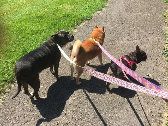 Поводок для собак. Выгул нная собака. Подросток выгуливает собаку. Поводок для собак. Выгул собак.