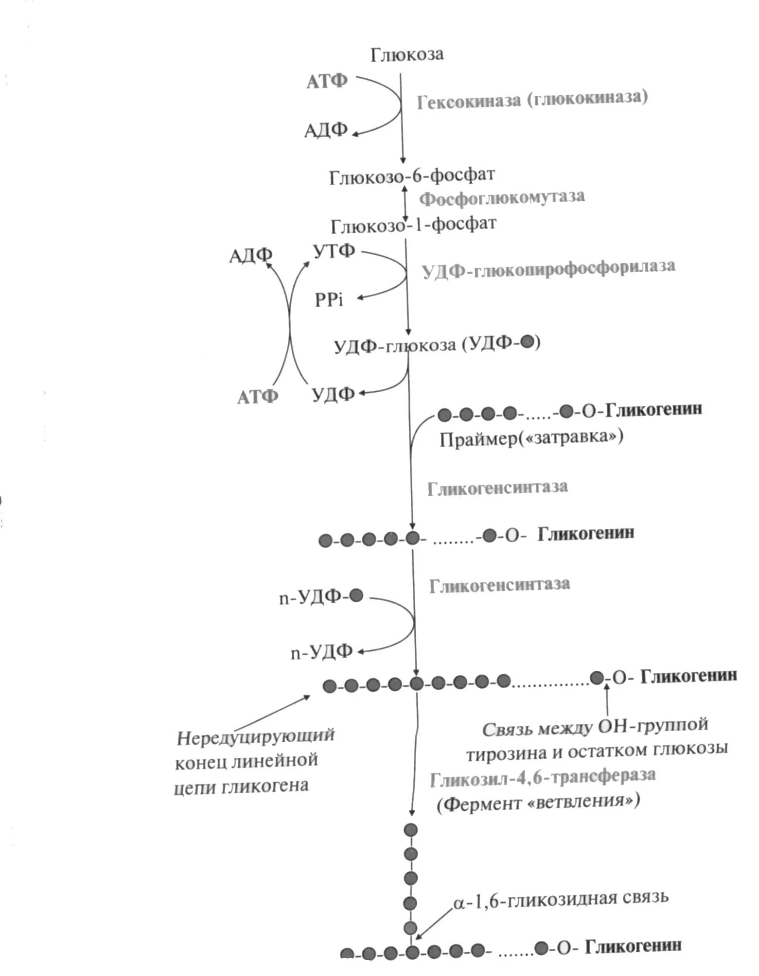 Биосинтез гликогена. Схема синтеза гликогена из Глюкозы. Синтез гликогена из Глюкозы реакция. Биосинтез гликогена схема. Общая схема синтеза гликогена.