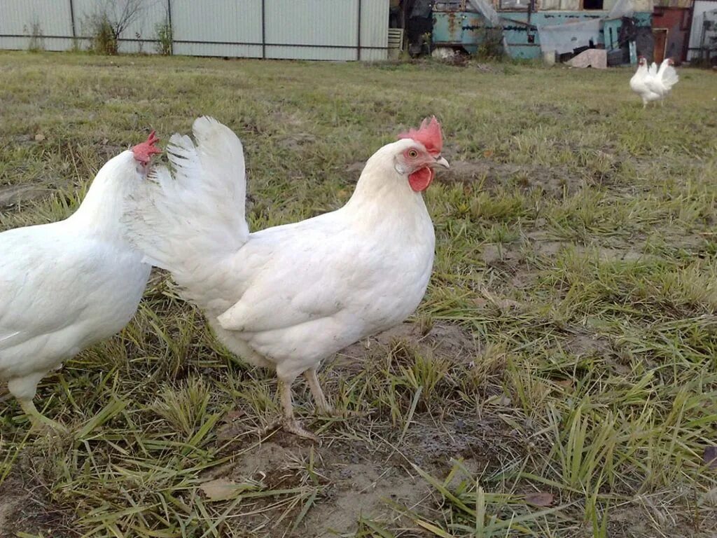 леггорн браун. белые куры несушки. куры несушки белые леггорн. хайсекс уайт. белые куры несушки.
