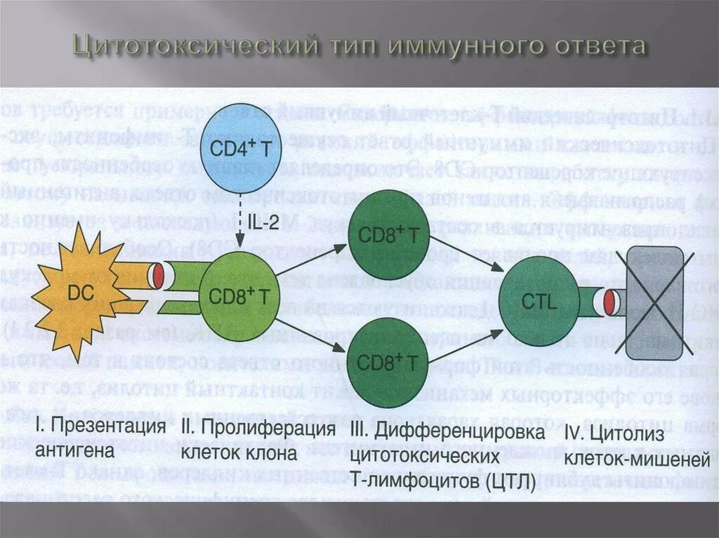 Клеточный цитотоксический механизм иммунного ответа. Цитотоксический т-клеточный иммунный ответ. Клеточный цитотоксический иммунный ответ схема. Клеточный иммунный ответ воспалительного типа. Иммунный ответ выполняют