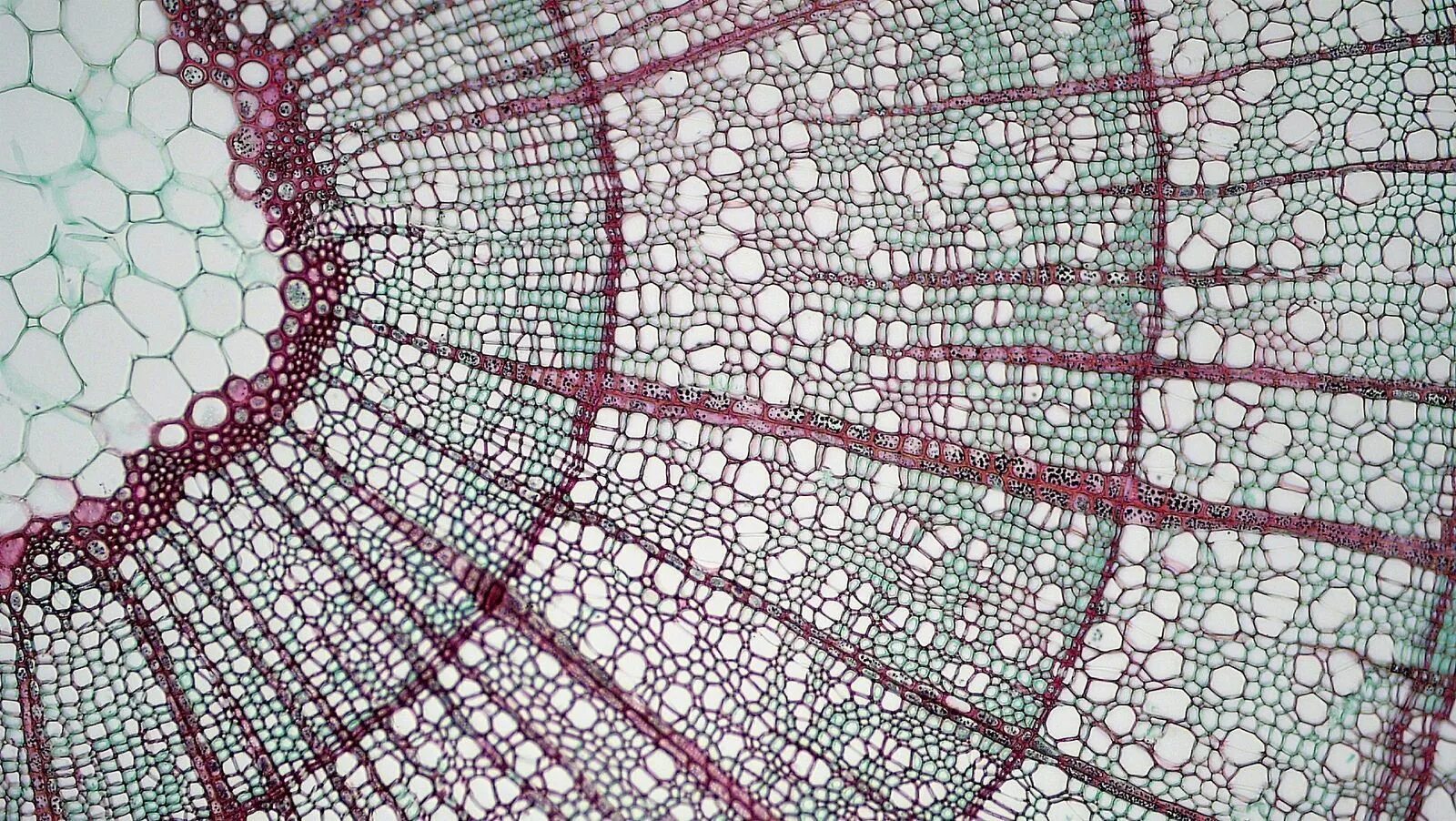 Pin on micro, macro, close-up