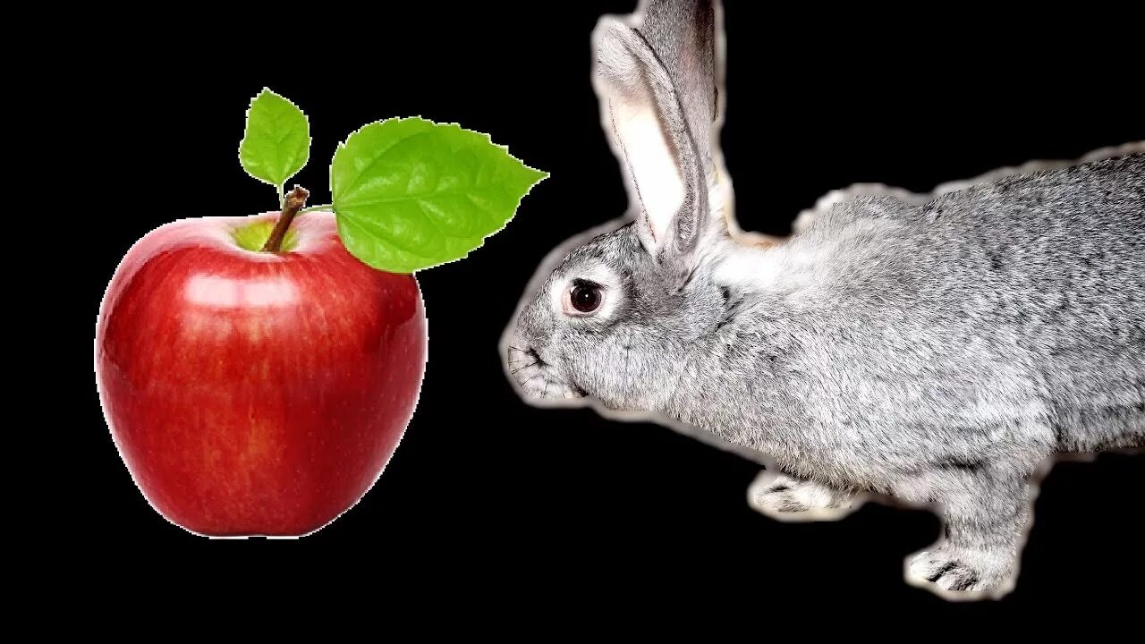 Можно кролику яблоко. Кролик с яблоками. Кролиководство. Яблочки в виде кроликов. Кроличье яблоко.