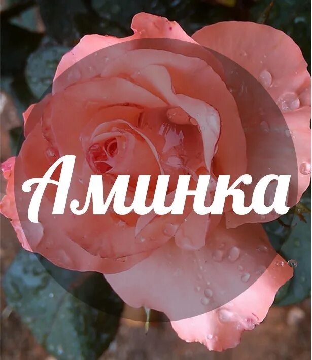 Фотографии с именами. Поздравления с днём рождения с именем Амина. С днём рождения Аминка открытки. Открытка с днём рождения с именем Амина. Поздравления с днём рождения Аминат.