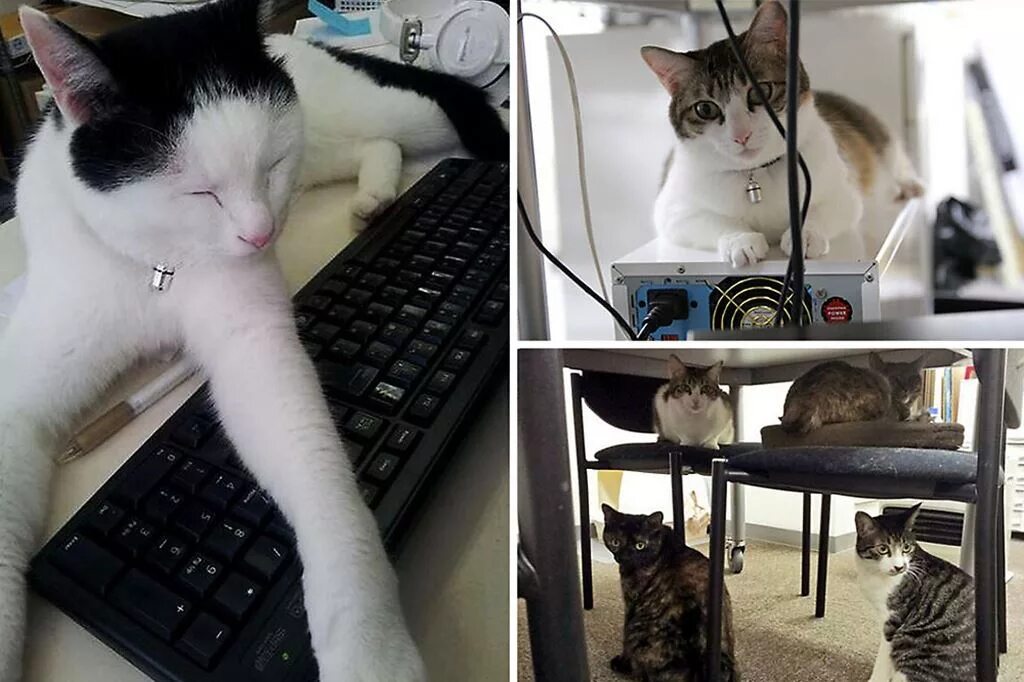 Кошка работает