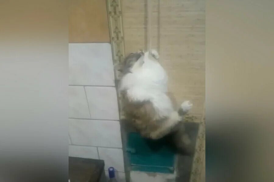 Издевательство над кошками. Кошки над которыми издевались. Hello street cat издевательство над кошками